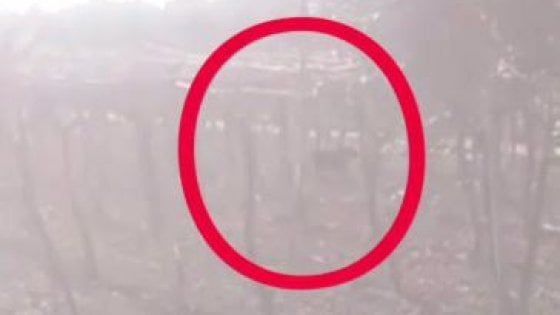 Pantera in libertà nel foggiano, 15 uomini le danno la caccia: "Forse fuggita da casa di un boss"