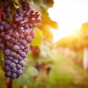 Europa numero 1 al mondo per export agri-food