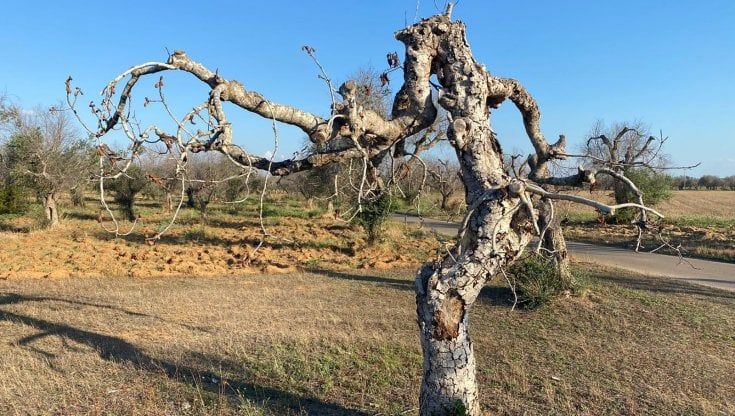 Viene dal Pakistan il nuovo incubo per gli agricoltori salentini: un parassita ora mette a rischio anche i fichi