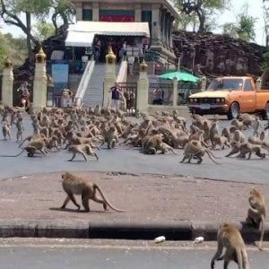 Thailandia, la guerra delle scimmie: senza turisti sono senza cibo