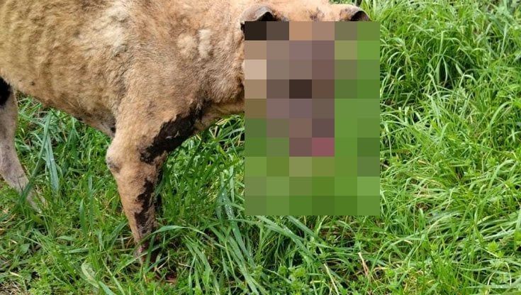 Bari, cane sfregiato con l'acido: "Non è la prima volta, qualcuno fa del male a questi animali indifesi"