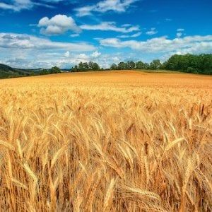 Caltanissetta, un vertice di sindaci sulla crisi dell'agricoltura 