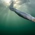 Bird Photographer of the Year 2026: il tuffo della sula e gli altri scatti vincitori