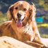 Il Dna della fedeltà: ecco perché il cane è il miglior amico dell'uomo