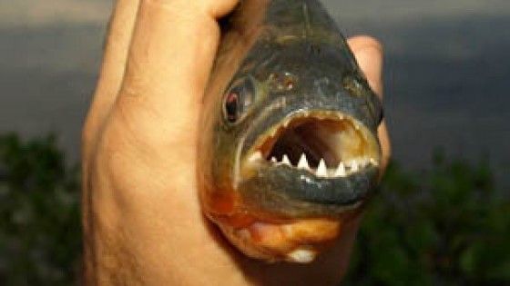 I piranha attaccano per il troppo caldo, decine di feriti in Argentina