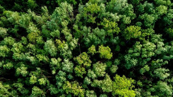 Ets: solo il 9% dei proventi per il clima in Italia