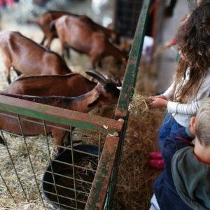 Bagno a Ripoli, dal miele alla mungitura se la fattoria sbarca in città