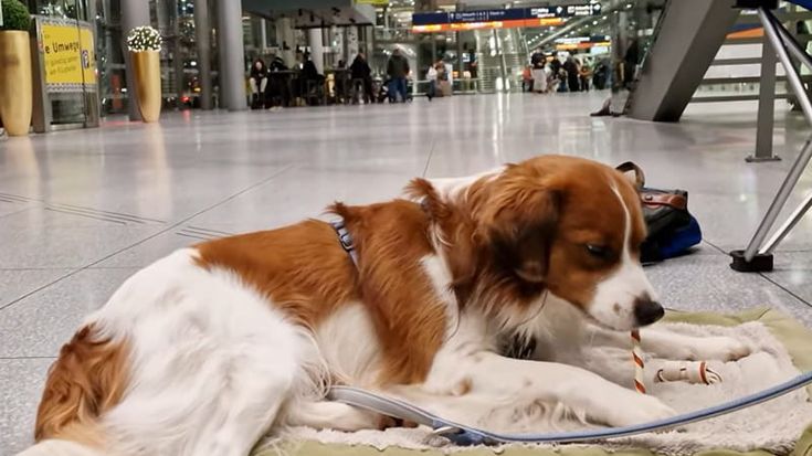 Botti di Capodanno, un incubo per cani e gatti. Gli aeroporti in soccorso: “Portateli qui da noi”