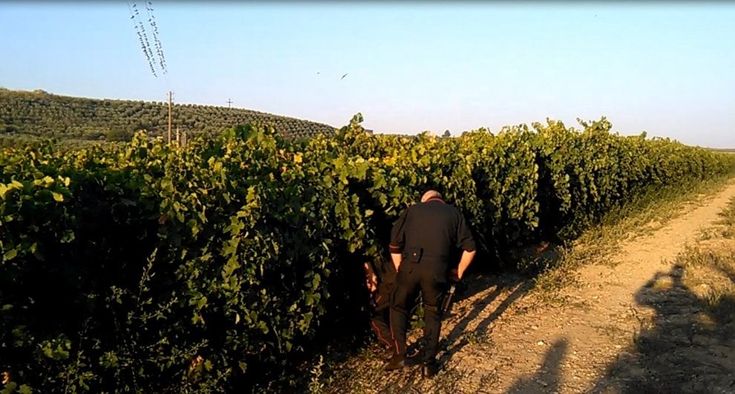 Foggia, nel vigneto piante di marijuana alte 4 metri