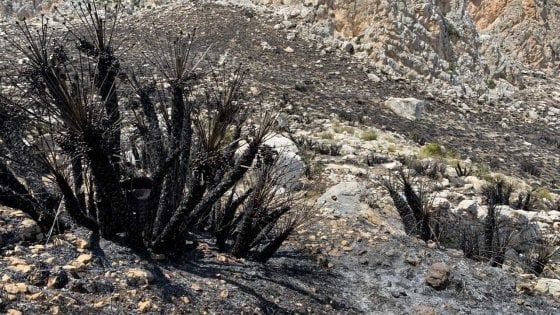 Sicilia, i monti bruciati adesso fanno paura: “La natura ferita è a rischio dissesto” 