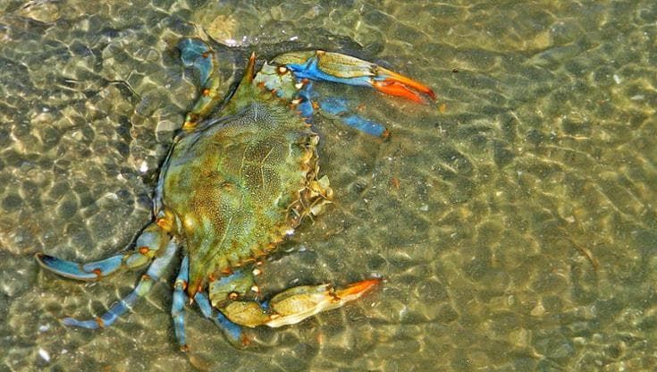 Dal granchio blu al pesce scorpione, quando le specie aliene finiscono nel piatto