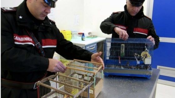 Traffico illecito di cardellini: sette misure cautelari