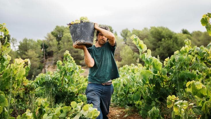 Uva già matura: l’estate rovente riscrive il calendario della vendemmia in Italia