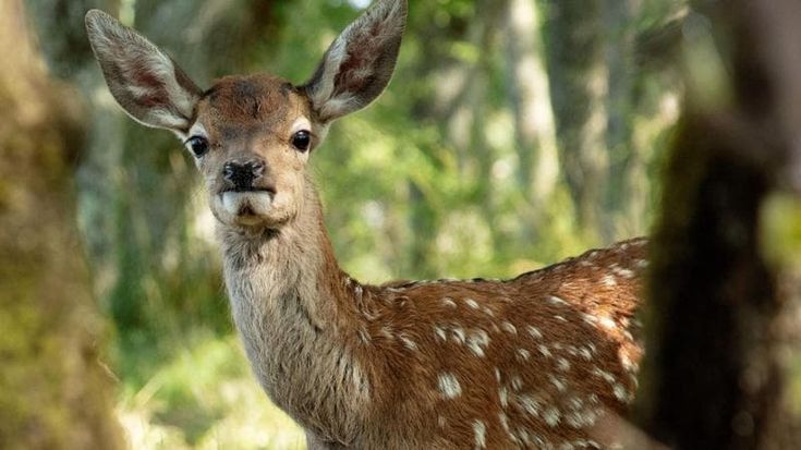 Bambi e i suoi fratelli: la cura del pianeta comincia al cinema