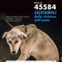 Una casa per i cani bisognosi, al via la campagna di donazioni 