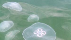 Invasione Di Meduse Nel Mediterraneo Ecco Perchè E Come