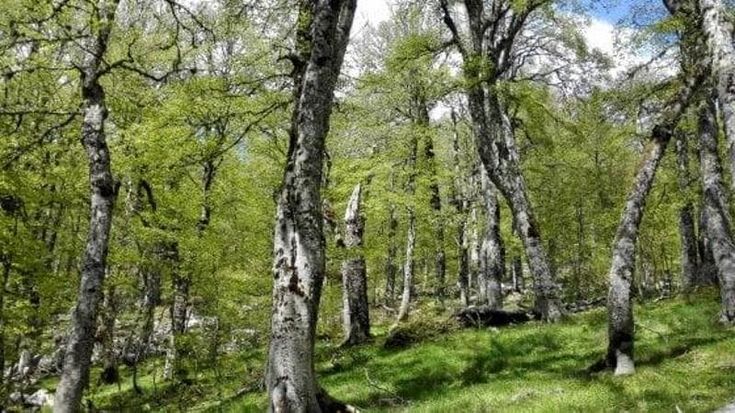 L’allarme: le foreste italiane sono in crisi, il clima impazzito uccide il sottobosco