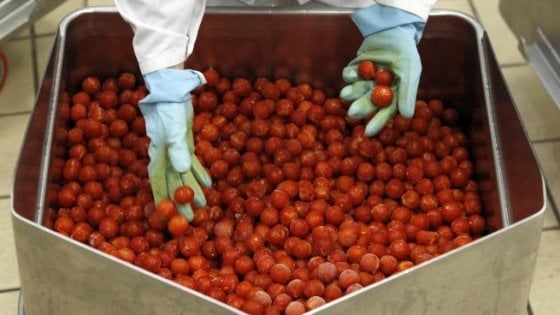 Copador: "La campagna 2017 del pomodoro si farà"