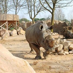 Zoom: raccolti tremila euro per adottare sette rinoceronti in Sudafrica 