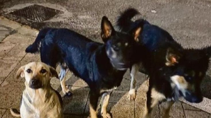 A Bari almeno due cani avvelenati con la candeggina versata per strada. “Individuate i responsabili”