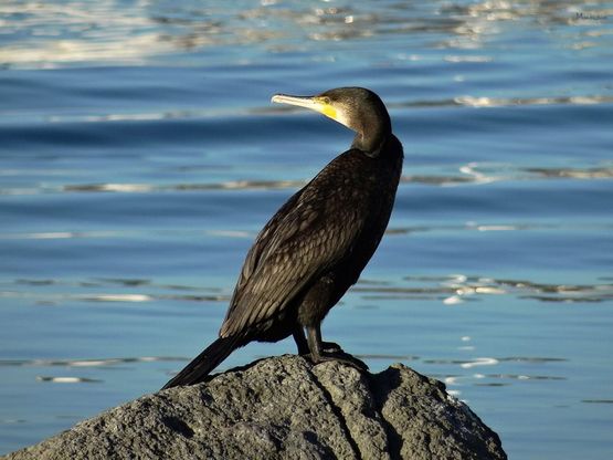 Cormorano al sole<br />a For&igrave;o d'Ischia