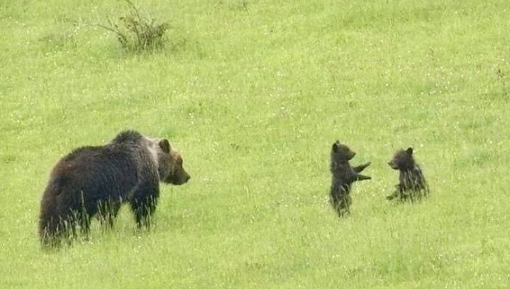 Abruzzo, troppi turisti per fotografare l'orsa Amarena con i cuccioli. Il sindaco di Villalago chiude le strade