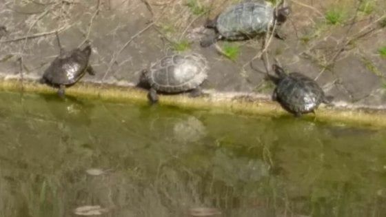 Parco ex Eridania, le 70 tartarughe trasferite a Biella dovranno tornare a Parma