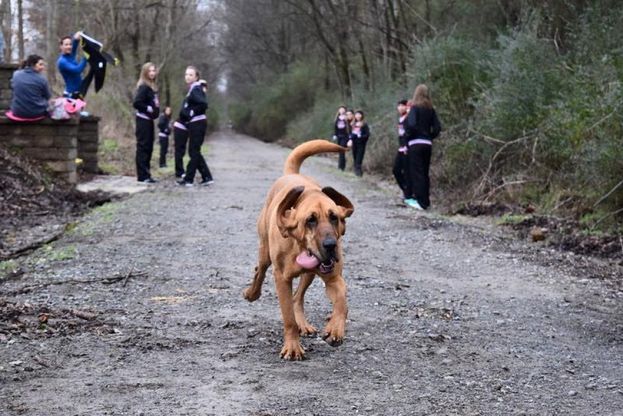 Usa, il cane esce e partecipa per sbaglio alla maratona: arriva settimo 