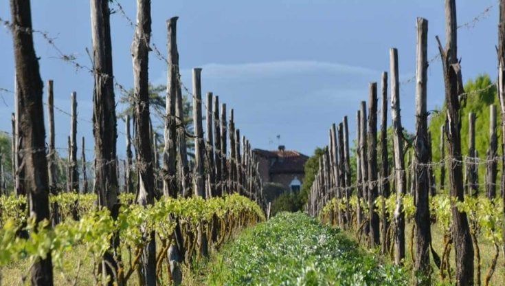 Il Rosso di Ezio Cerruti, nato per caso da un litigio  nei vigneti delle Langhe