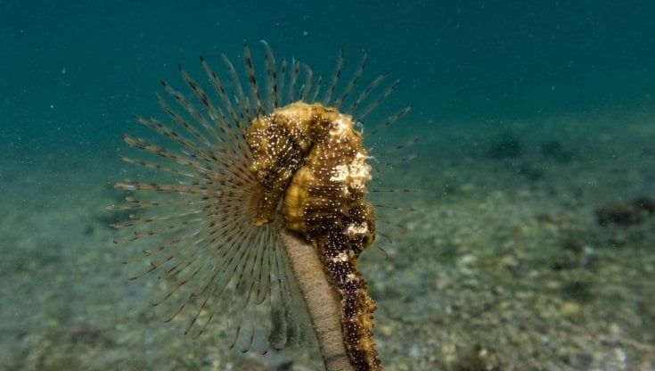 Cavallucci marini nel Mediterraneo, a Taranto il progetto per ripopolare i fondali: "Una speranza per il simbolo del Mar Piccolo"
