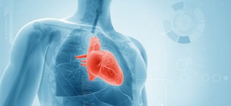 CAR-T per guarire il cuore. I risultati delle prime sperimentazioni