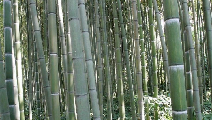 In Maremma arriva il bambù gigante che fa bene all'ambiente