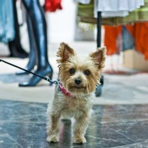 Acquisti un cane? Se è malato hai diritto al rimborso