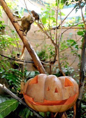 Halloween al Bioparco con le zucche mostruose