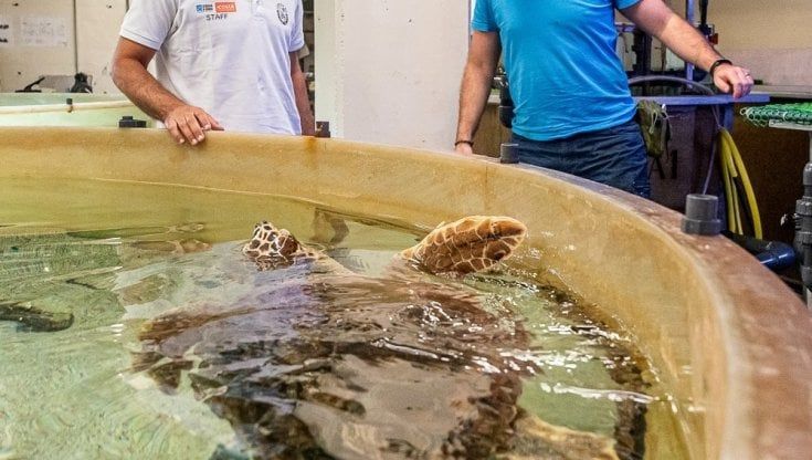 Nell'acquario di Genova dove vengono curate le tartarughe in difficoltà