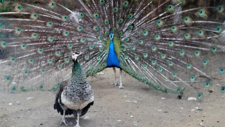Quello che gli animali si dicono