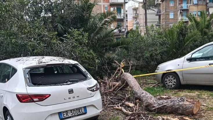 Ostia, grosso ramo di pino crolla su tre auto e le danneggia
