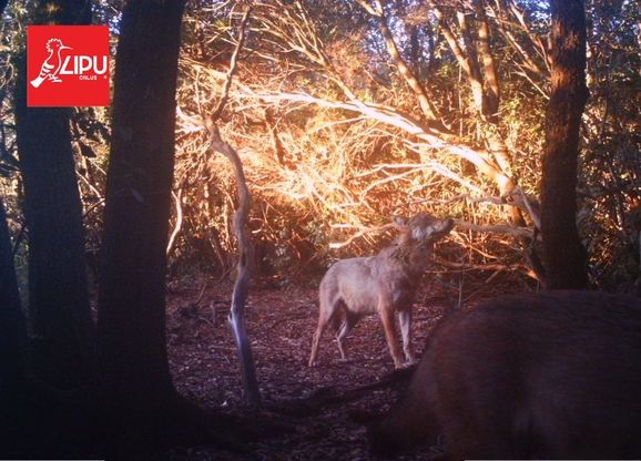 Cuccioli di lupo a Castel di Guido, entusiasmo per la prima riproduzione a Roma dopo un secolo di assenza 