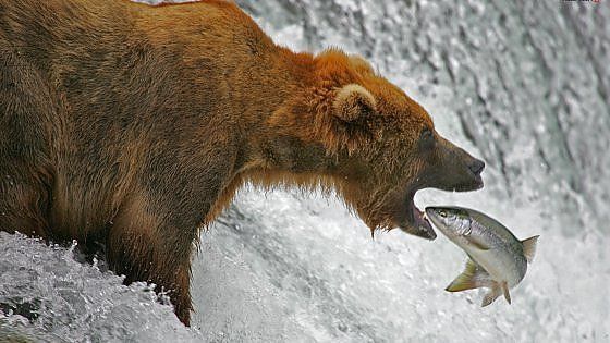 Prezzi alle stelle, ora il salmone costa più di un barile di petrolio
