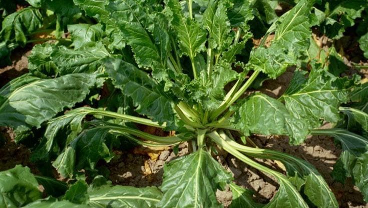 La “maglietta” biodegradabile che fa germogliare il doppio dei semi