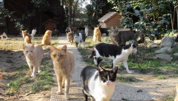 Torino oasi felina, in città 410 colonie di gatti senza padroni