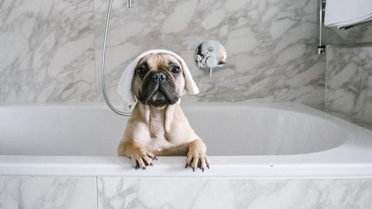 Giornata del cane, ecco gli indirizzi giusti per andare in vacanza tra spiagge, bar e hotel
