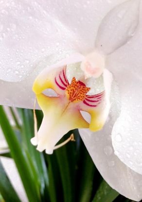 Dal pipistrello alla scimmia: 15 fiori dalle buffe somiglianze