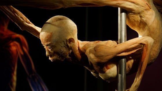 Milano, apre 'Real Bodies': il corpo umano in mostra con i suoi organi e le sue malattie
