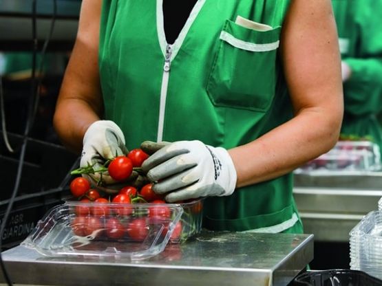 Giardina, il pomodoro siciliano <br />alla ricerca dell'export perduto