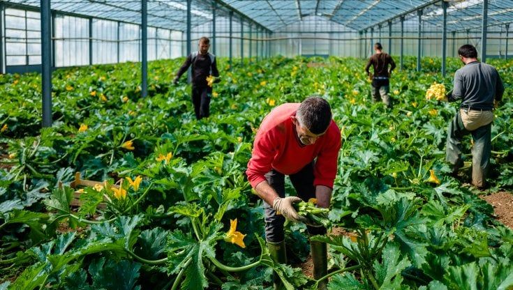 Tra vino e cibi vola all’estero l’agroalimentare made in Italy