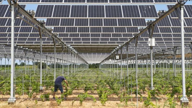 Il carciofo brindisino è salvo, salta l’impianto agrivoltaico: “Non è compatibile con il paesaggio”