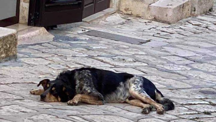 Tuto scappa dalla nuova casa per aspettare il suo padrone morto da un anno: "L'amore di un cane dura per sempre"
