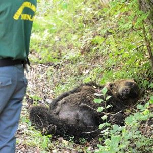 Orso ucciso in Abruzzo con una fucilata, indagato confessa: "Sono stato io"