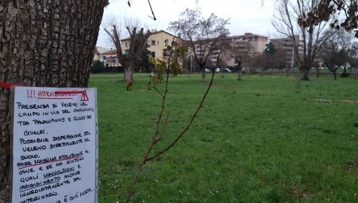 Il giallo dei cinque cani morti a Firenze dopo la passeggiata ai giardini: ipotesi stricnina a S.Bartolo a Cintoia